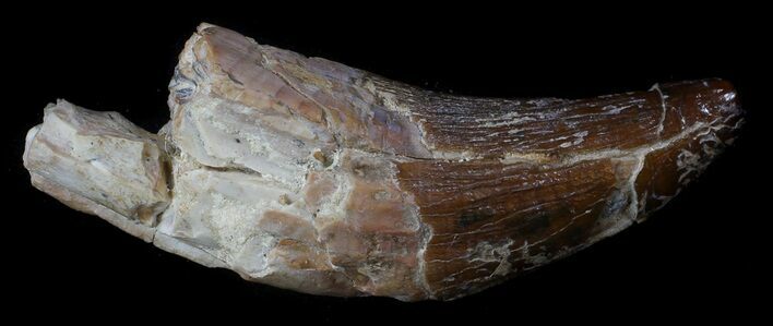 Archaeocete (Primitive Whale) Tooth - Basilosaur #36133